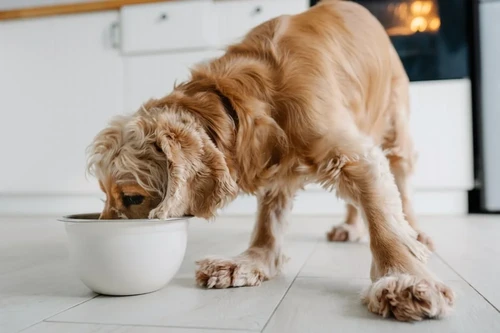 Happy dog with pet insurance protection in Jacksonville