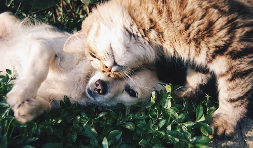 Comparing pet insurance options for Jacksonville dogs